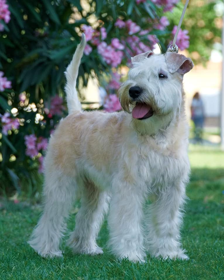 Buying a Puppy TEAGHLACH KENNEL