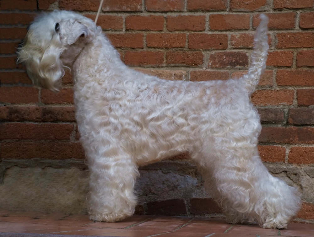 Irish soft coated wheaten terrier HOUSE OF SOFTY GAGA