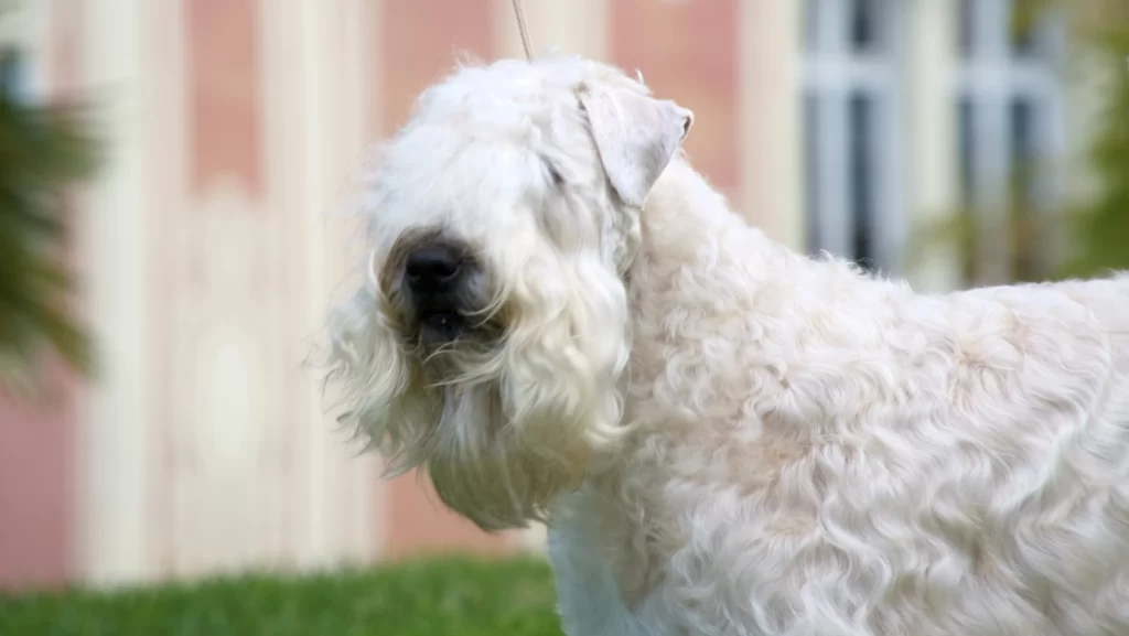 irish soft coated wheaten terrier HOUSE OF SOFTY GAGA