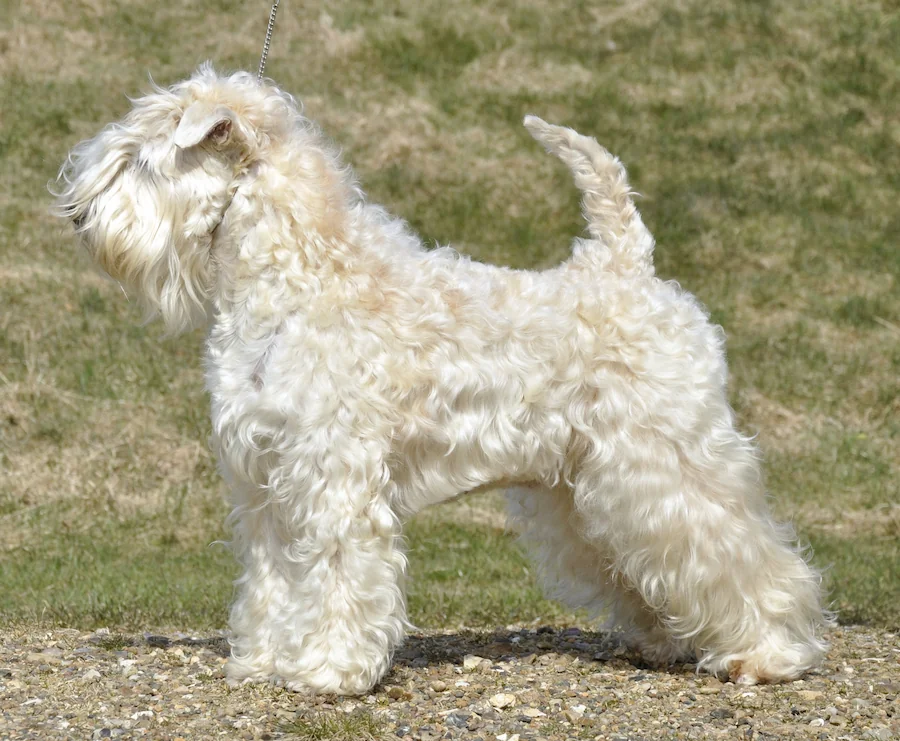 Irish soft coated wheaten terrier CH House Of Softy Odessa