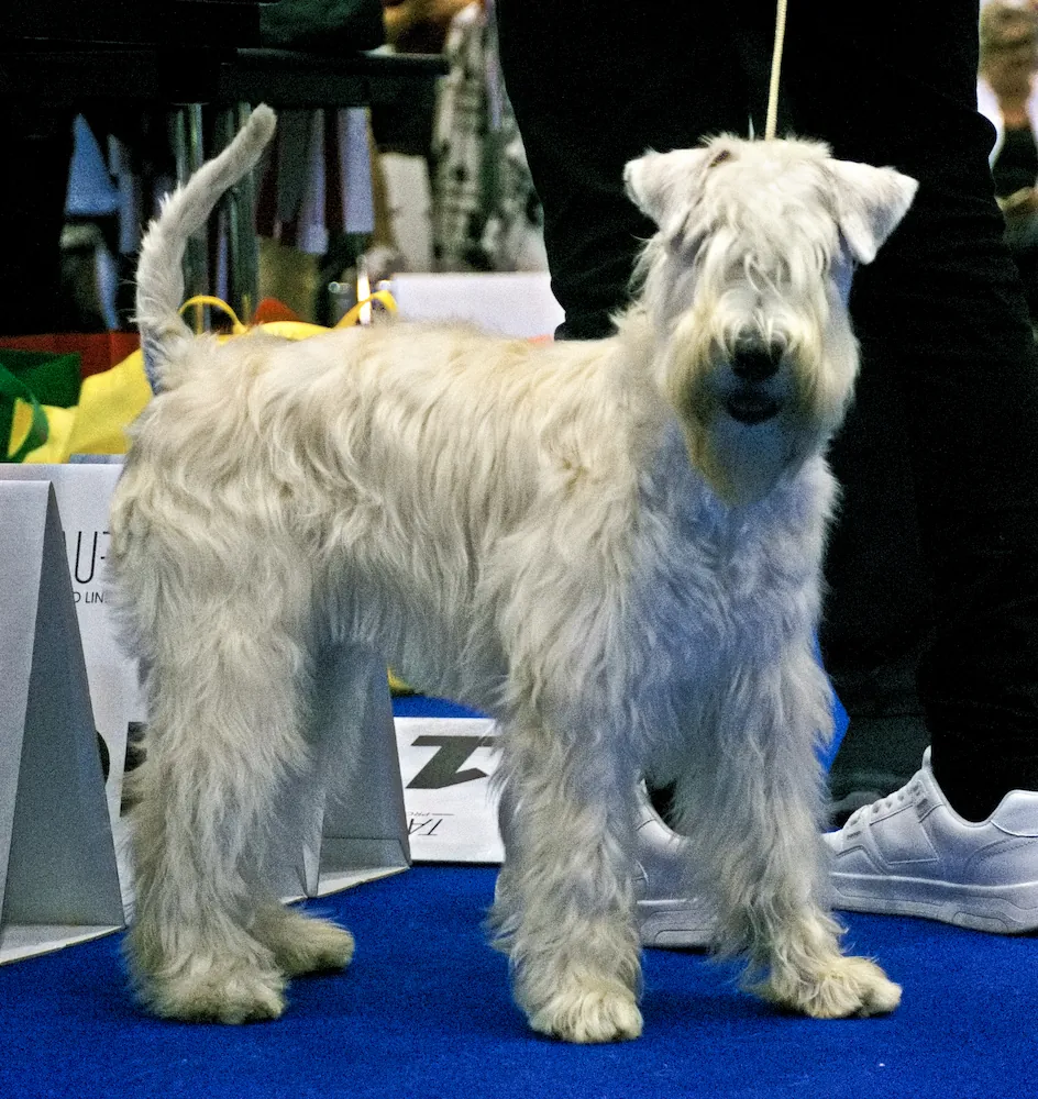World Dog Show Geneva 2023 Switzerland ISCWT AMAZONAS