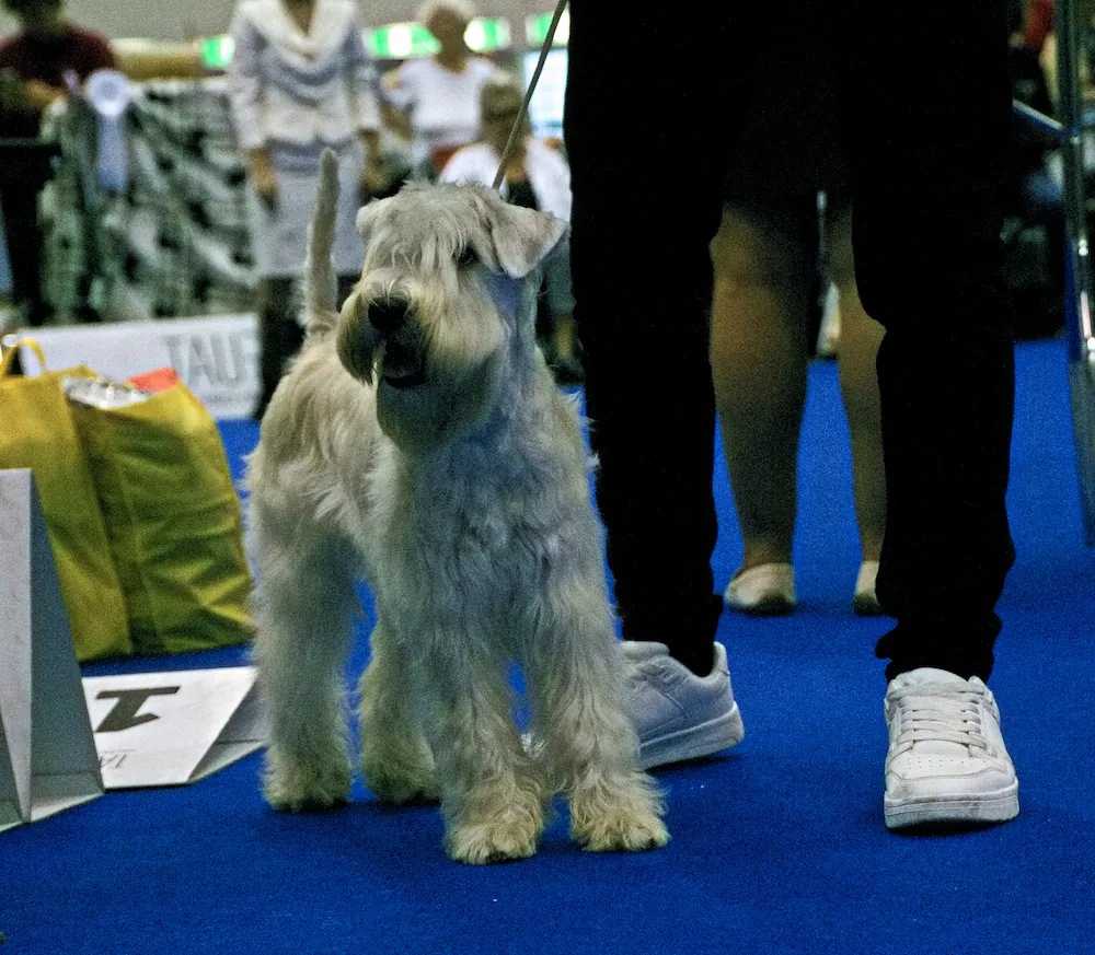 World Dog Show Geneva 2023 Switzerland ISCWT AMAZONAS