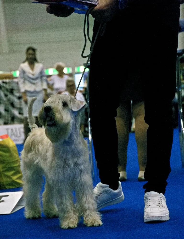 World Dog Show Geneva 2023 Switzerland ISCWT AMAZONAS