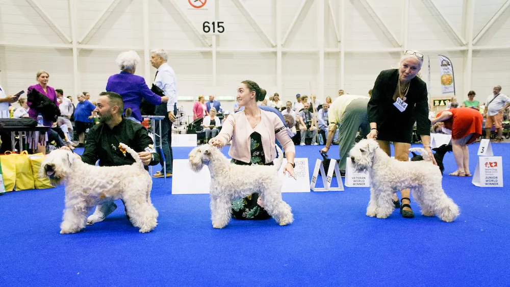 World Dog Show Geneva 2023 Switzerland Irish Soft Coated Wheaten Terrier GAGA