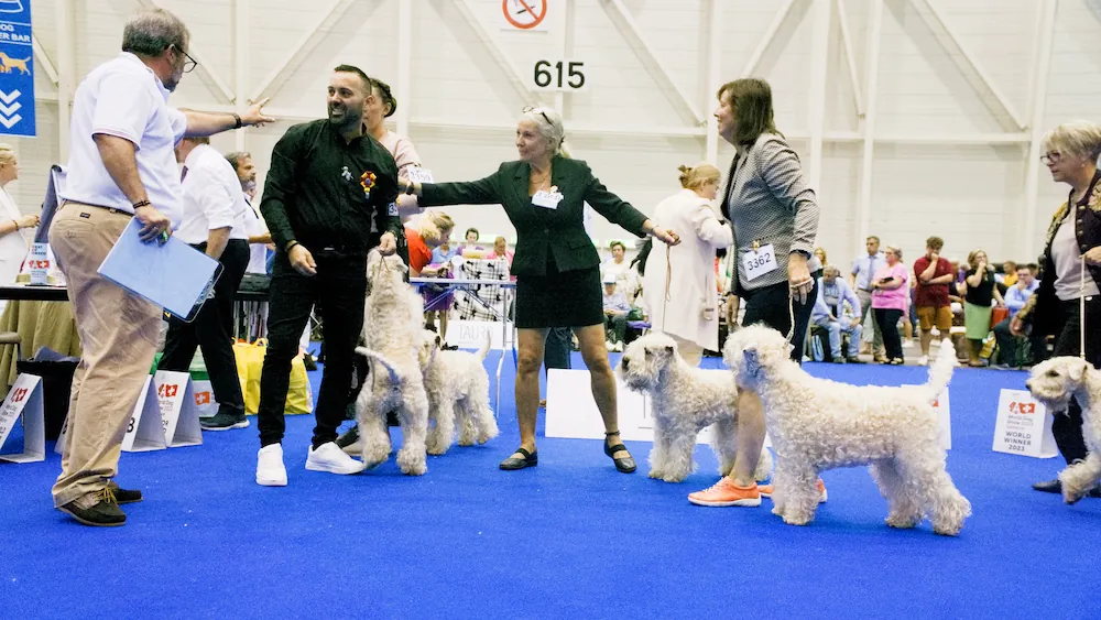 World Dog Show Geneva 2023 Switzerland Irish Soft Coated Wheaten Terrier GAGA