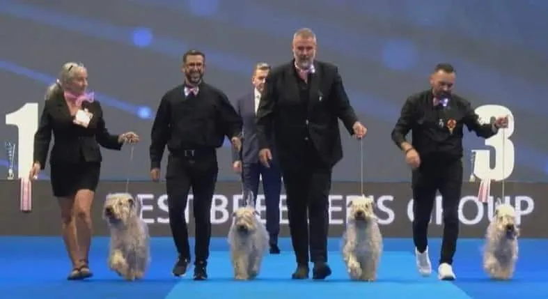 WDS Geneva 2023 Switzerland ISCWT House Of Softy Best in Show